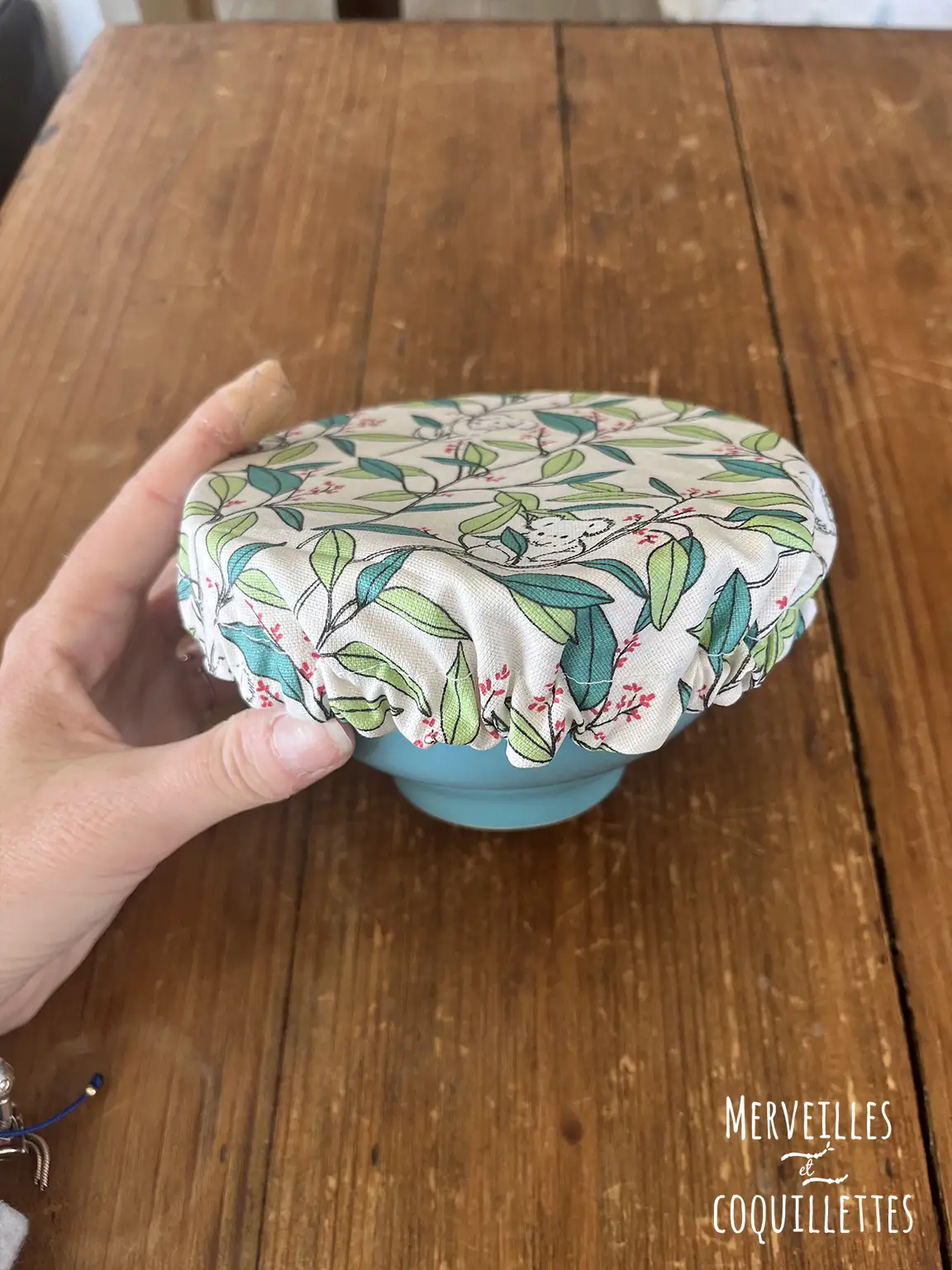 charlotte koala 5_Merveilles et coquillettes